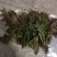 山西红油香椿芽