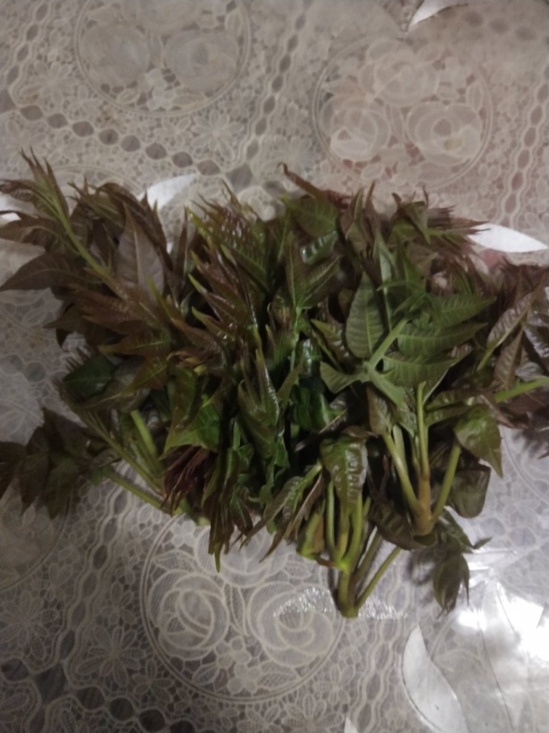 山西红油香椿芽
