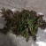 山西红油香椿芽