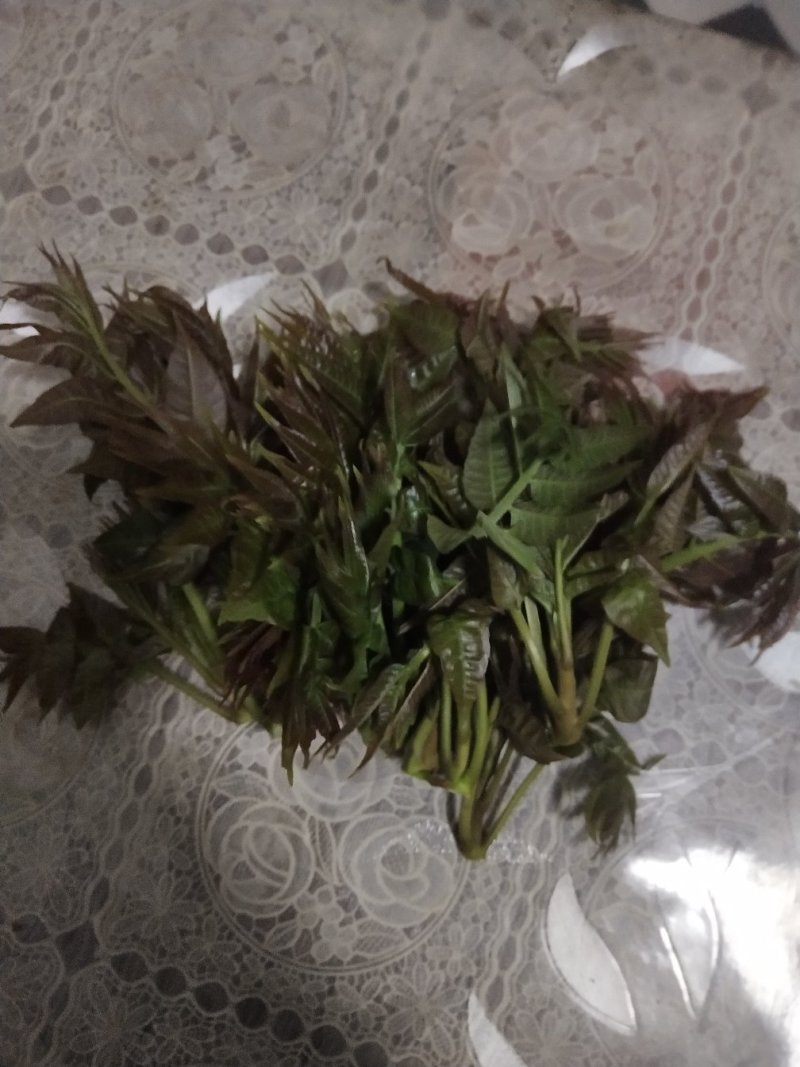 山西红油香椿芽