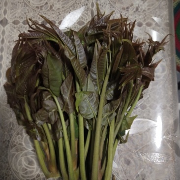 山西红油香椿芽
