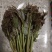 山西红油香椿芽