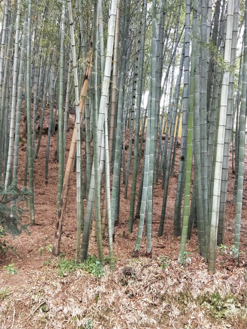 毛竹