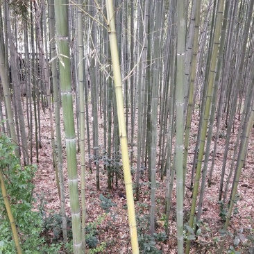 刚竹