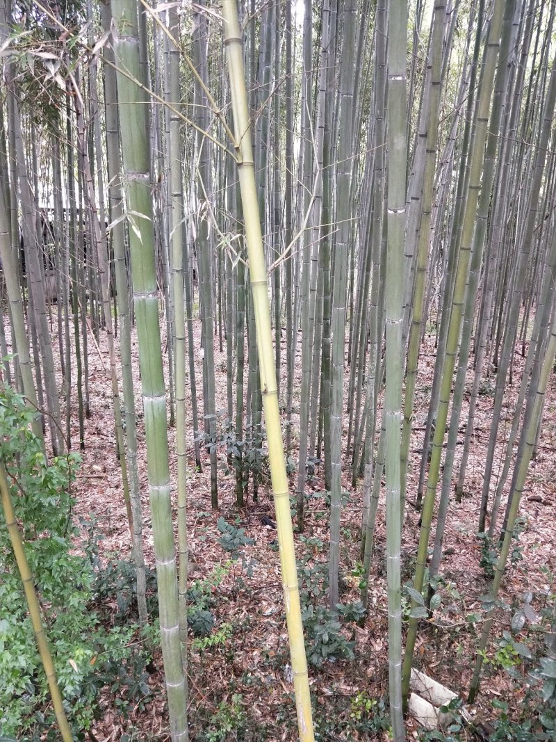 刚竹