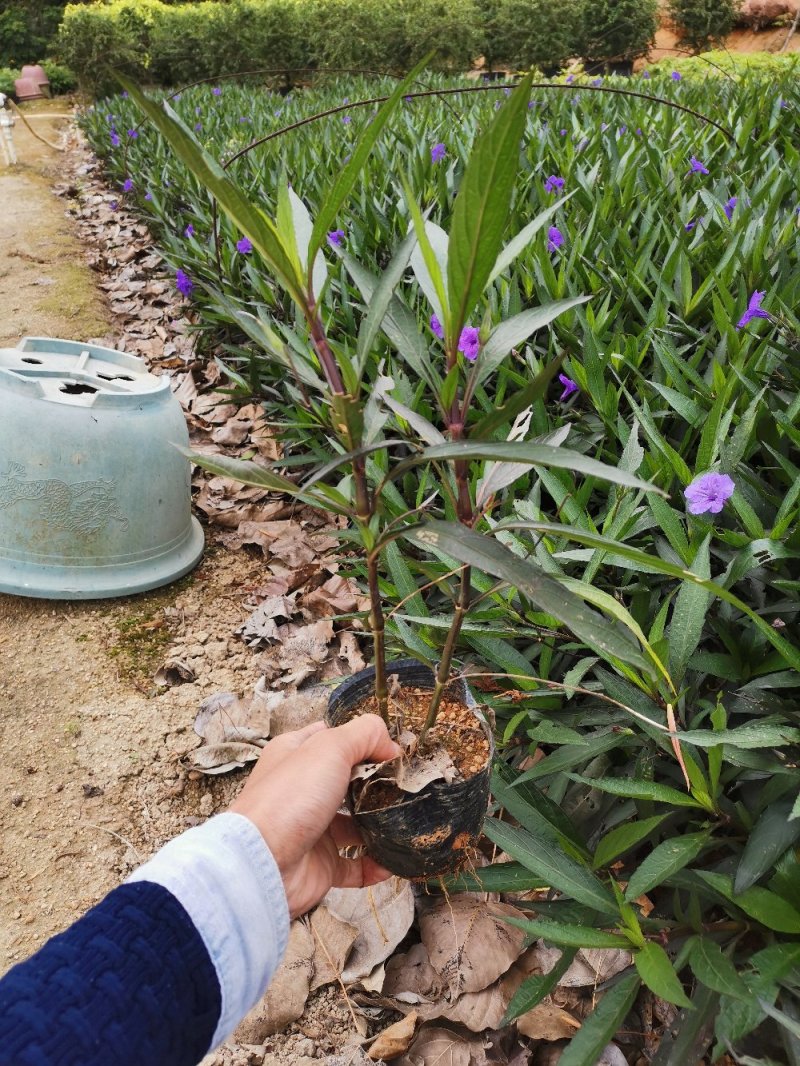 紫花翠芦莉(花为鹤紫色)基地长期生产，货源充足