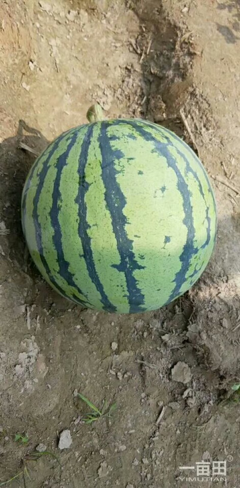 精品美都，，江苏东台8424西瓜，产地直供。