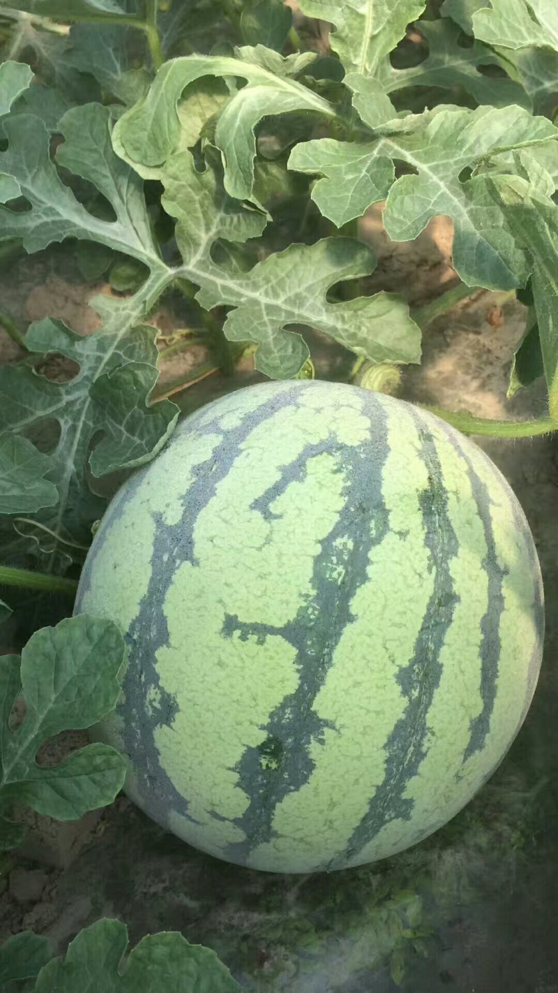 精品美都，，江苏东台8424西瓜，产地直供。