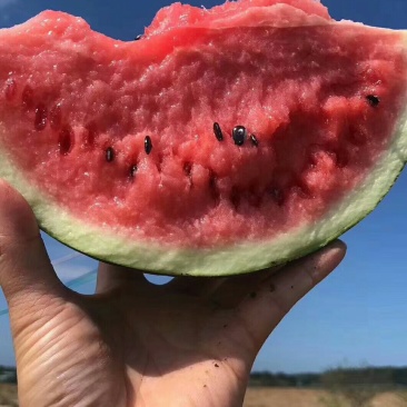 精品美都，，江苏东台8424西瓜，产地直供。