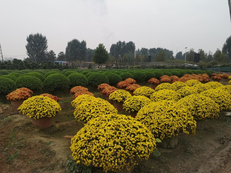 菊花种苗