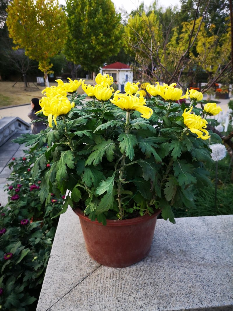 菊花种苗
