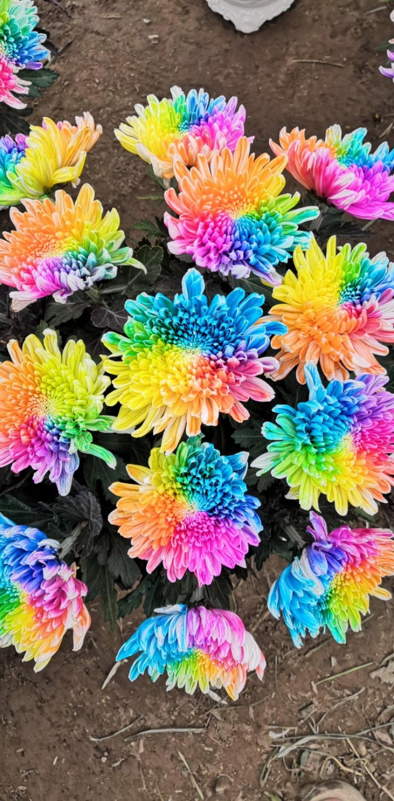 菊花种苗