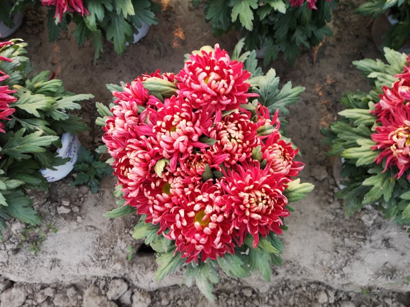 菊花种苗