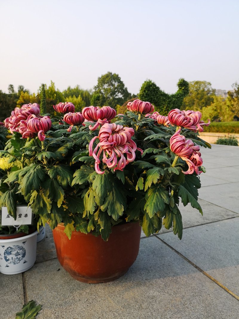 菊花种苗