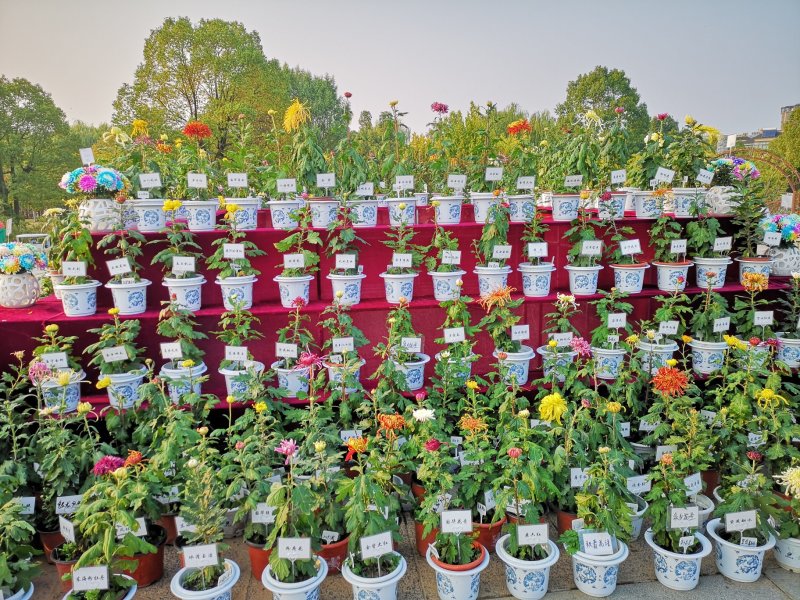 菊花种苗