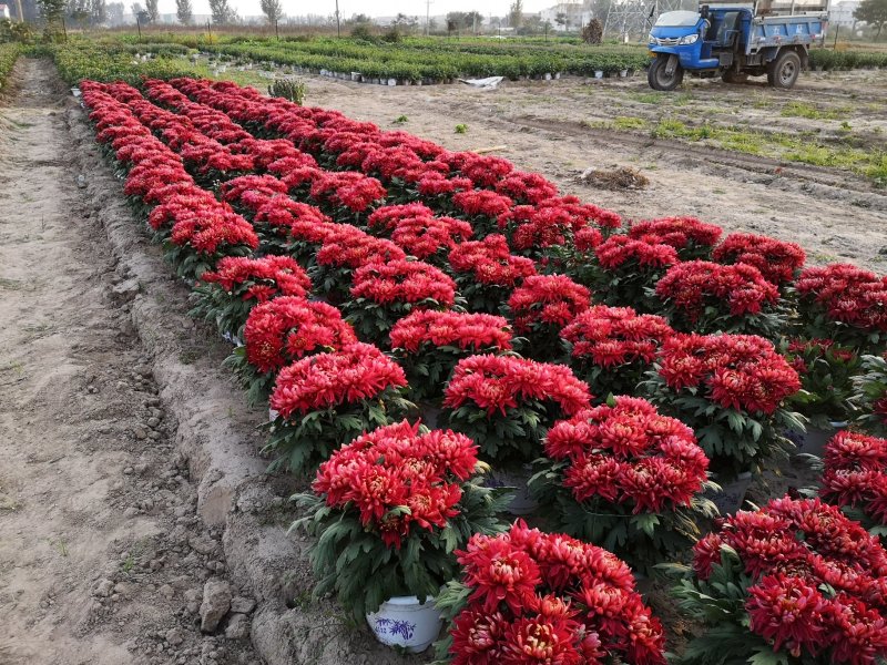 菊花种苗
