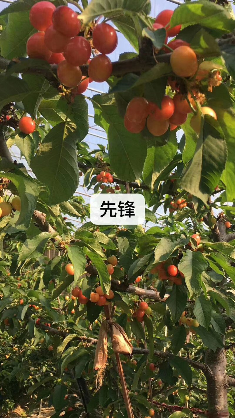 大棚樱桃上市了，产地直供