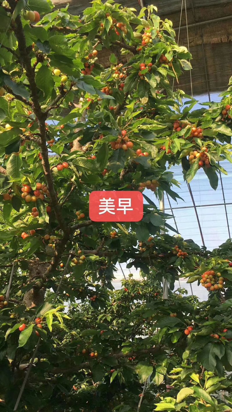 大棚樱桃上市了，产地直供