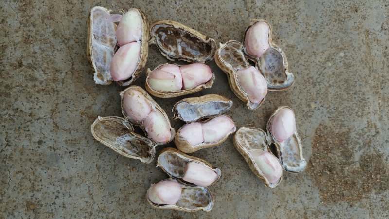 广东两颗粒白米花生，沙地鲜货，颗粒均匀饱满，精挑细选。