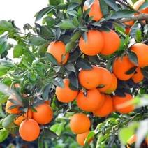 采购火热湖北甜橙大量有货全国接单现摘现发果色靓成熟度好好运