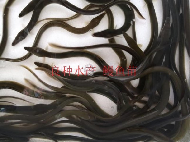 良种鳗鱼苗，优质鳗鱼苗花鳗南美鳗鱼苗，提供养殖技术白鳝苗