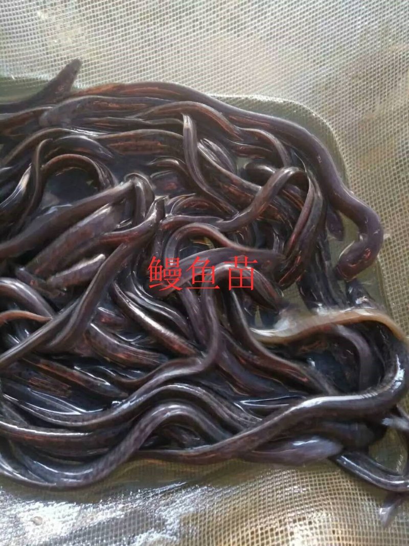良种鳗鱼苗，优质鳗鱼苗花鳗南美鳗鱼苗，提供养殖技术白鳝苗