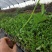 热卖木瓜百香果苗木瓜香蜜百香果苗百香果苗一件代发