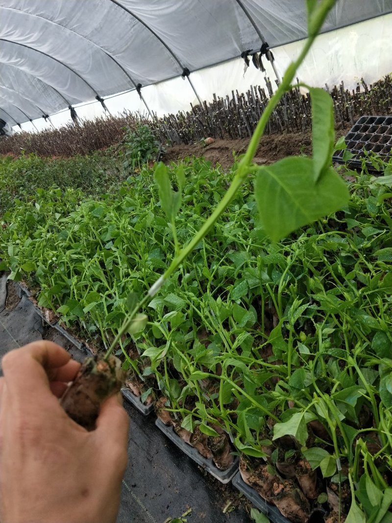 热卖木瓜百香果苗木瓜香蜜百香果苗百香果苗一件代发