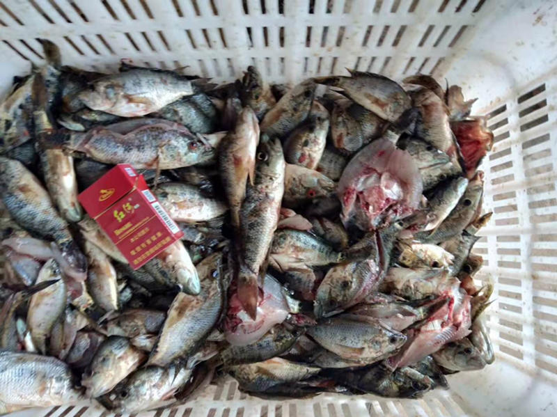 澜沧江特产：淡水石斑鱼，活体加工