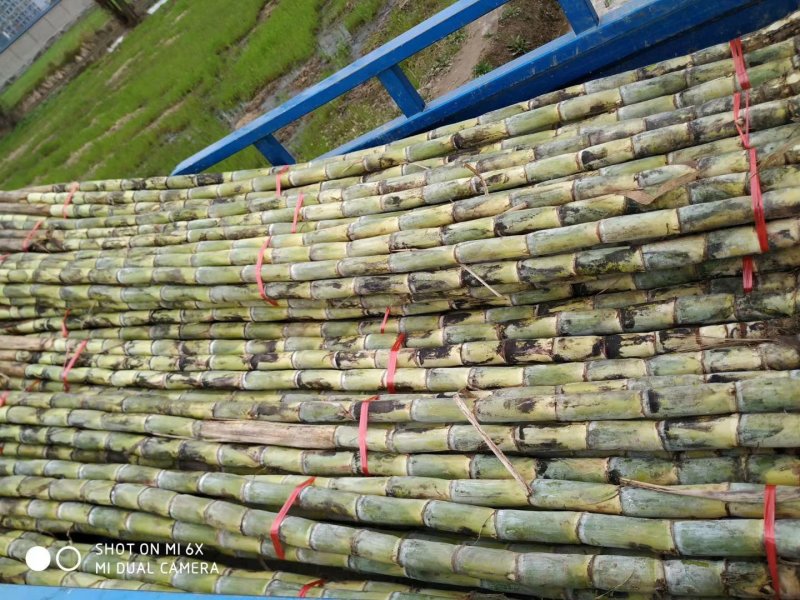 青皮甘蔗苗大别山区湖北黄冈