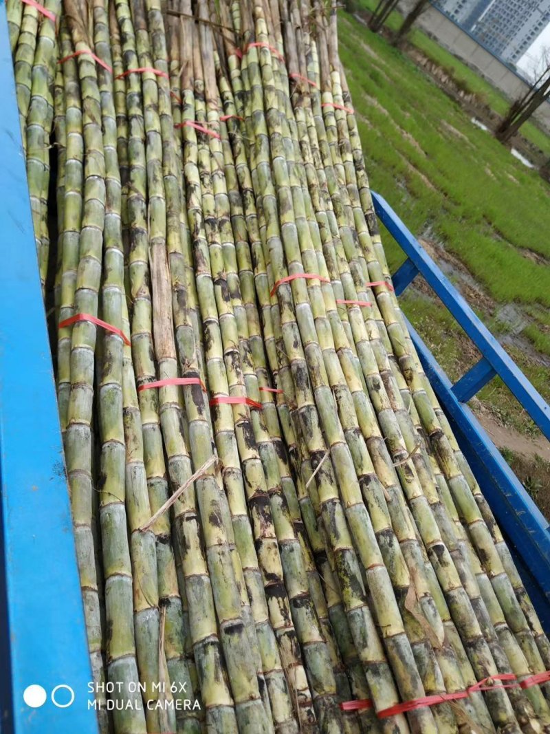 青皮甘蔗苗大别山区湖北黄冈