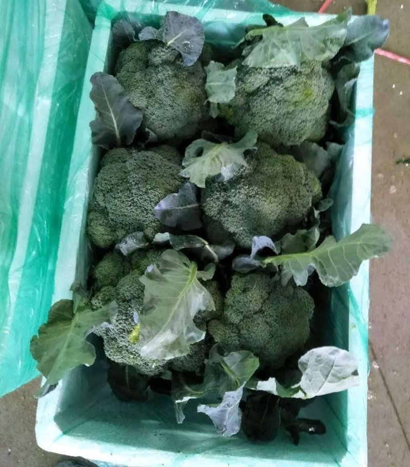 西兰花苗，山东产地，诚信经营，服务优，全国发货，包1