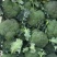 西兰花苗，山东产地，诚信经营，服务优，全国发货，包1
