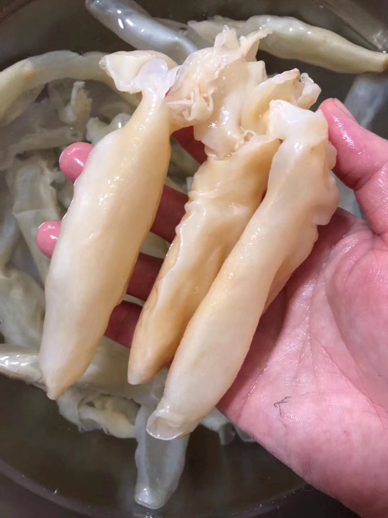 200头咸水花胶黄花胶批发