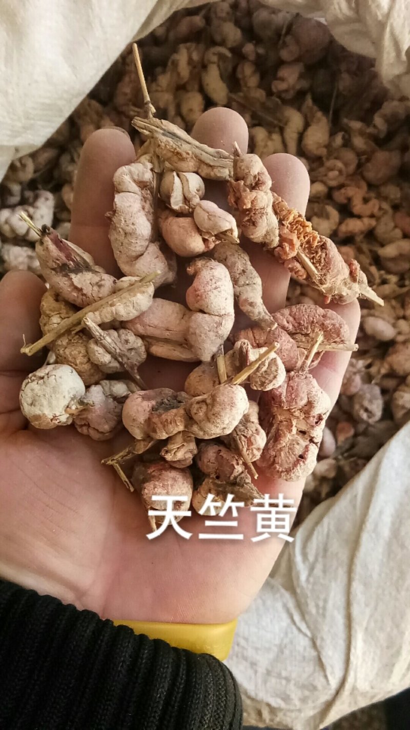 天竺黄苦竹花天竹黄一公斤起批