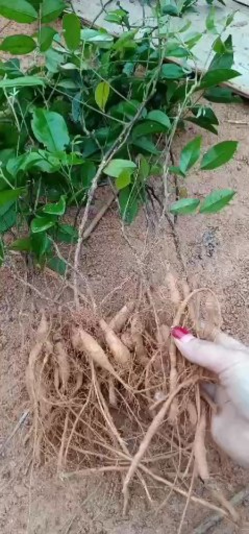 广西小叶牛大力苗，优质苗，价格实惠，基地直供