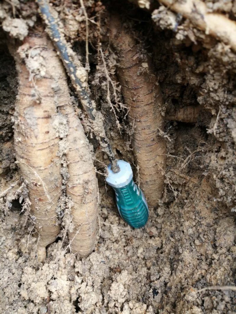 广西小叶牛大力苗，优质苗，价格实惠，基地直供