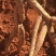 广西小叶牛大力苗，优质苗，价格实惠，基地直供