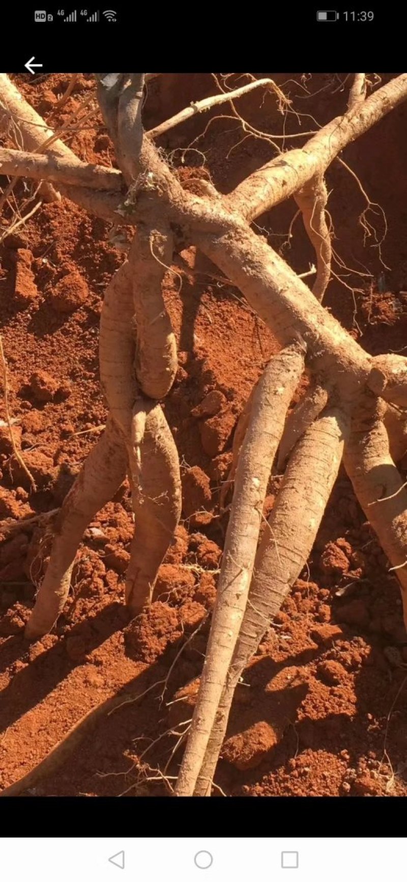 广西小叶牛大力苗，优质苗，价格实惠，基地直供