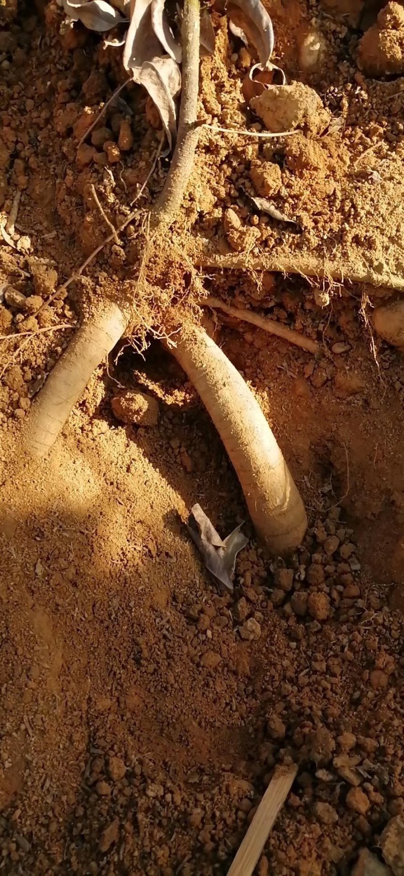 广西小叶牛大力苗，优质苗，价格实惠，基地直供