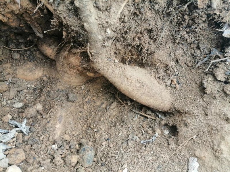 广西小叶牛大力苗，优质苗，价格实惠，基地直供