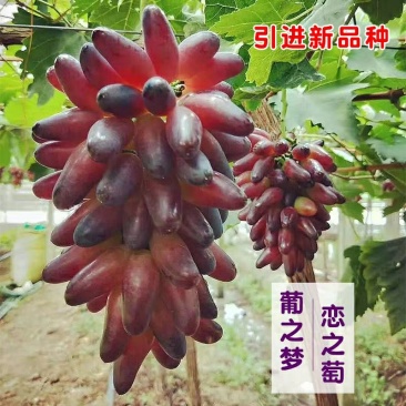 【十年苗买一送一】嫁接葡之梦新葡萄品种盆栽地栽南北方种植