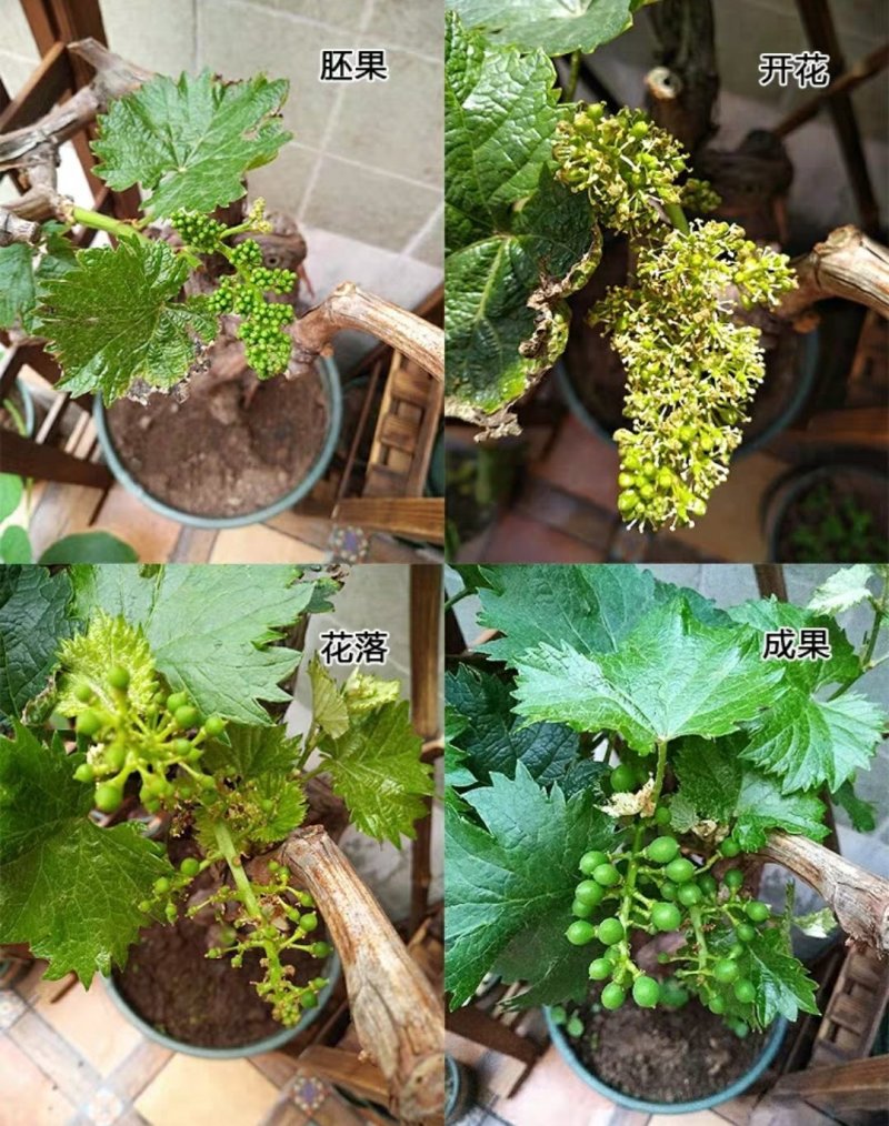 【十年苗买一送一】嫁接葡之梦新葡萄品种盆栽地栽南北方种植