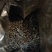 黄山茶叶祁门红茶红香螺功夫红茶高山茶园产地发货