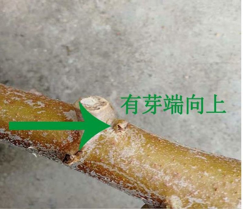 广西土特产面包木薯种茎甜木薯种子树薯种苗当年种可出