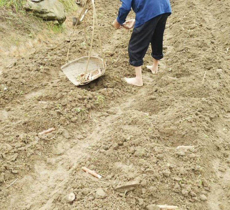 广西土特产面包木薯种茎甜木薯种子树薯种苗当年种可出