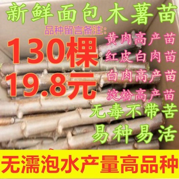 广西土特产面包木薯种茎甜木薯种子树薯种苗当年种可出
