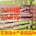 广西土特产面包木薯种茎甜木薯种子树薯种苗当年种可出