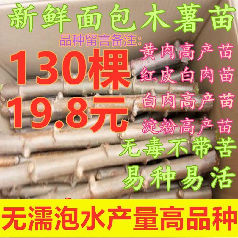 广西土特产面包木薯种茎甜木薯种子树薯种苗当年种可出