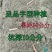 广西土特产面包木薯种茎甜木薯种子树薯种苗当年种可出